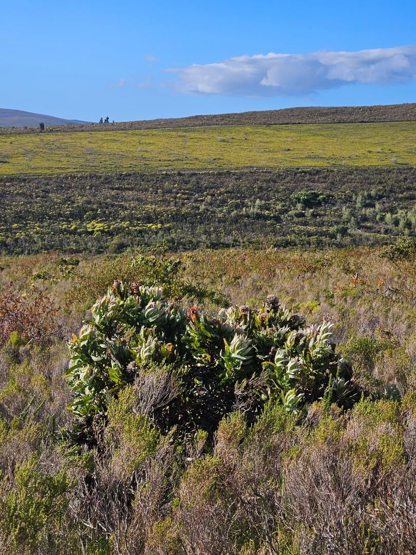 Commercial Property for Sale in Baardskeerdersbos Western Cape